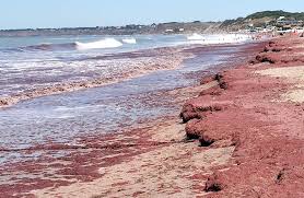 El mar se tiñó de rojo desde Mar del Plata a&nbsp;Necochea