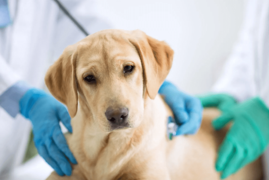 Investigan envenenamiento de animales en Las&nbsp;Cañitas