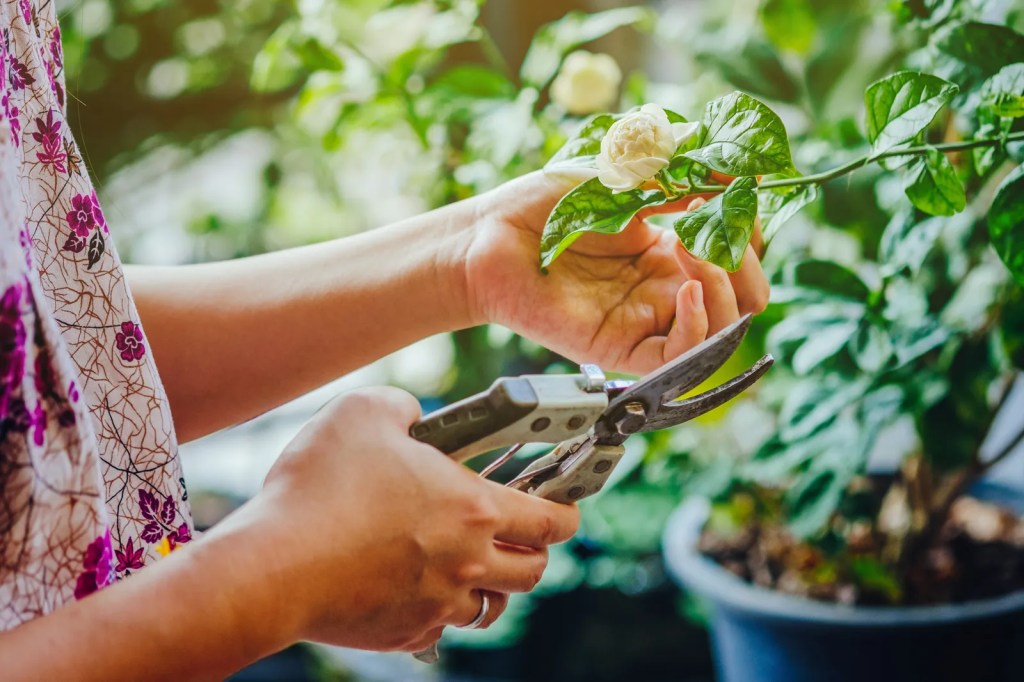 Cuidados para plantas: claves para un hogar verde y&nbsp;saludable
